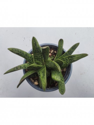 Gasteria verrucosa maculata...