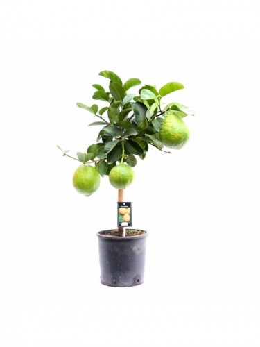 Cedro "Citrus medica"...