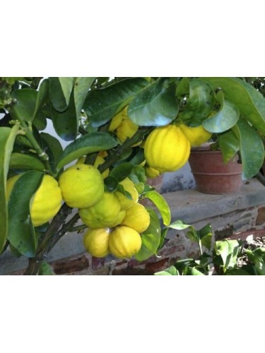 Cedro "Citrus medica"...