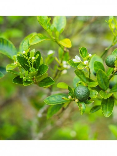 Lime "Citrus aurantifolia"...