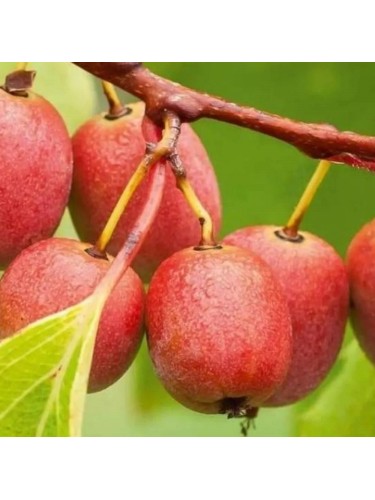 Kiwi rosso "Actinidia...