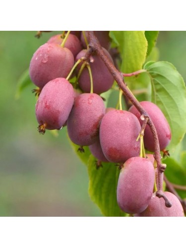 Kiwi rosso "Actinidia...