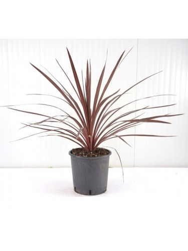 Dracaena indivisa Purpurea...