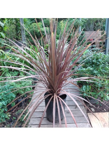 Dracaena indivisa Purpurea...