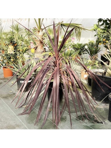 Dracaena indivisa Purpurea...