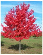 Acero Rosso "Acer rubrum"...