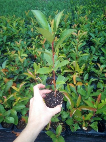 Photinia Fotinia Fraseri...