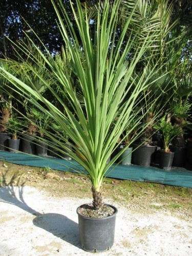 Cordilinea "Cordyline...