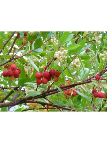 Corbezzolo "Arbutus unedo"...