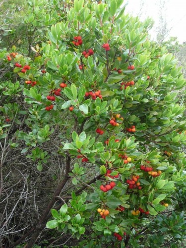 Corbezzolo "Arbutus unedo"...