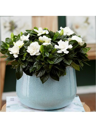 Gardenia jasminoides 3...