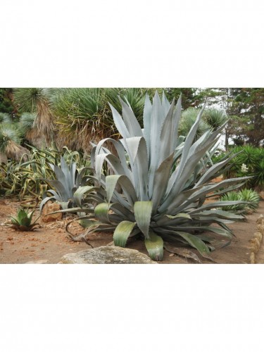 Agave blu "Agave americana"...