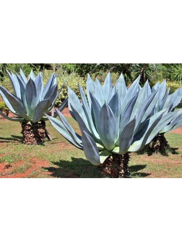 Agave blu "Agave americana"...