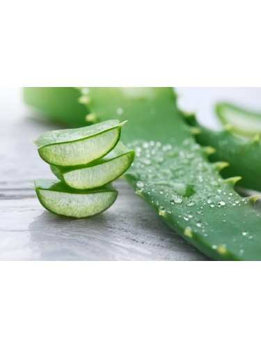 Aloe vera pianta officinale...