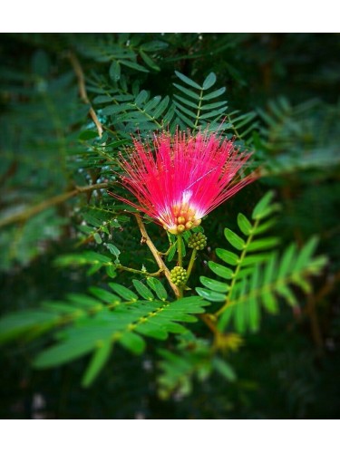 Albizia julibrissin mimosa...