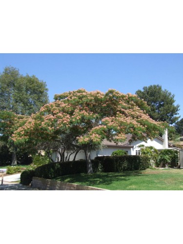 Albizia julibrissin mimosa...