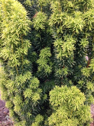 Tasso variegato "Taxus...