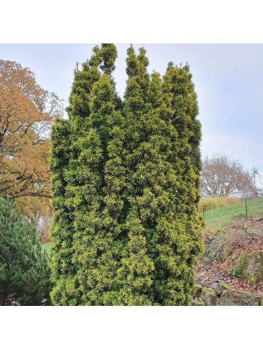 Tasso variegato "Taxus...