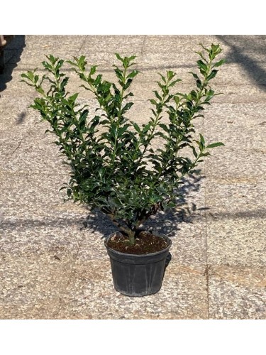 Agrifoglio "Ilex...