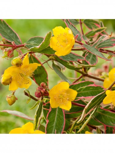 Iperico "Hypericum...