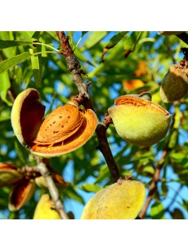 Piante da frutta innestata...