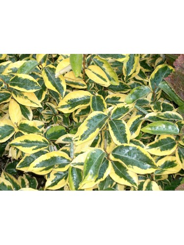 Eleagno variegato "Eleagnus...