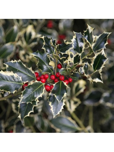 Agrifoglio variegato "Ilex...