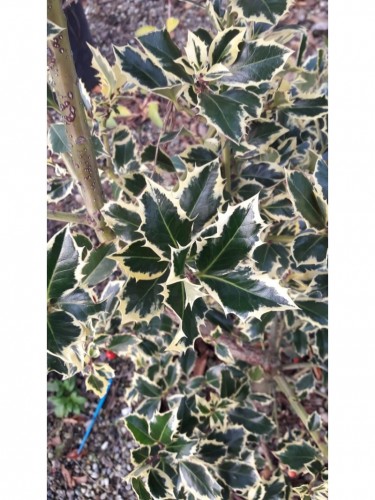 Agrifoglio variegato "Ilex...