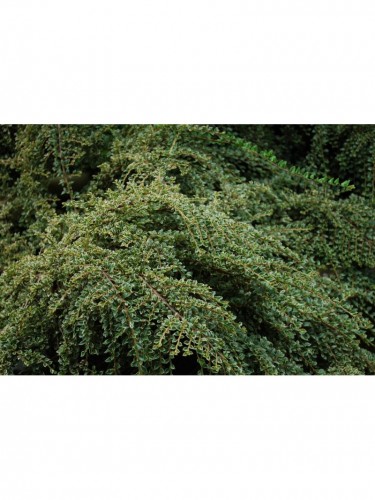 Cotognastro "Cotoneaster...