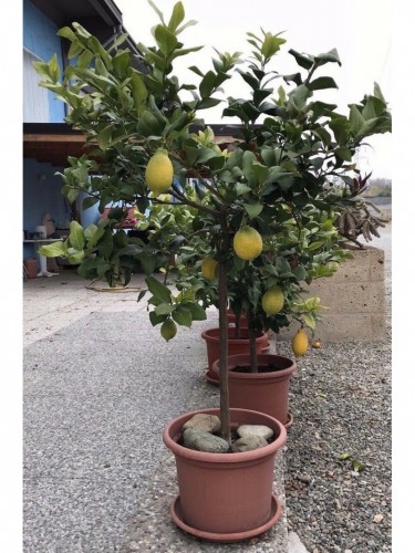 Pianta di Limone di 12 anni...