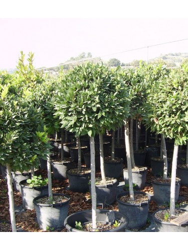 Alloro "Laurus nobilis"...