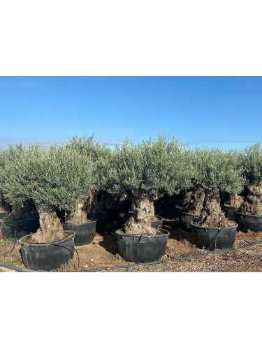 Ulivo olivo "Olea europea"...