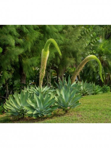 Agave Attenuata "Foxtail...