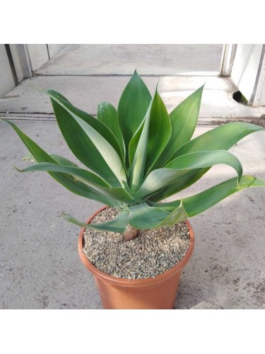 Agave Attenuata "Foxtail...