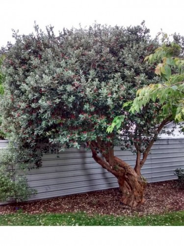 Feijoa "Acca sellowiana"...