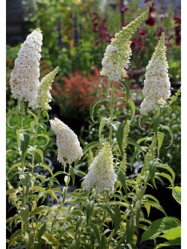 Buddleia davidii "Albero...