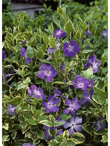 Pervinca "Vinca major...