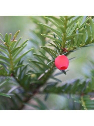 Tasso comune "Taxus...