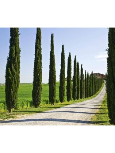 Cipresso toscano "Cupressus...