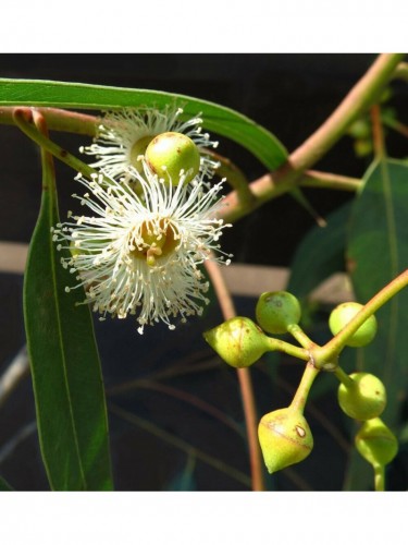 Eucalipto rosso "Eucalyptus...