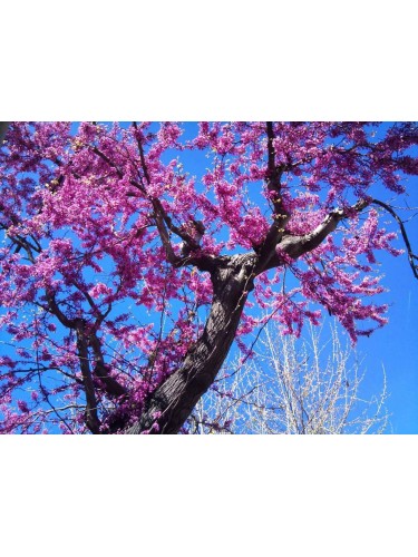 Cercis siliquastrum "Albero...