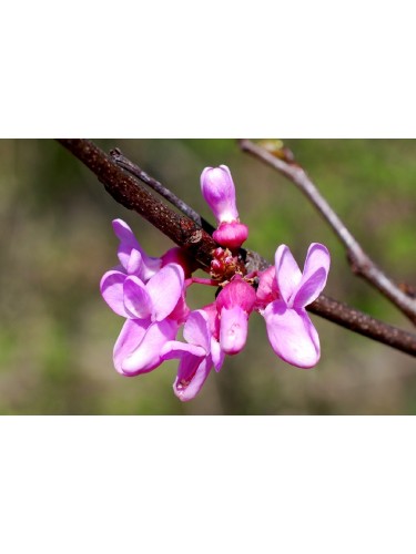 Cercis siliquastrum "Albero...