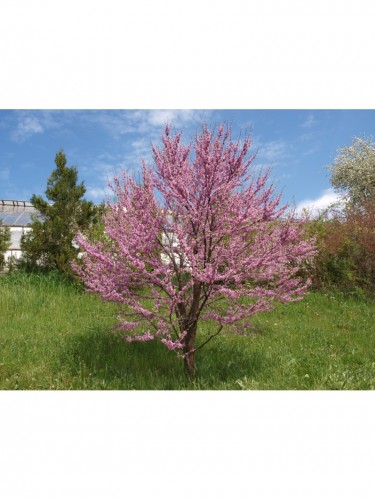 Cercis siliquastrum "Albero...