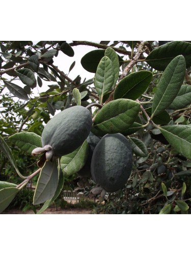 Feijoa "Acca sellowiana"...