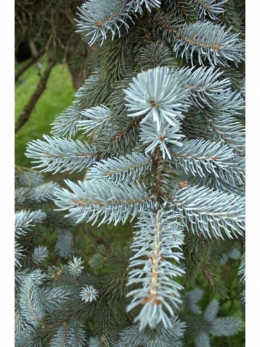 Abete Blu Argentato "Picea...