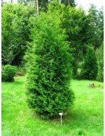 Tuia "Thuja occidentalis...