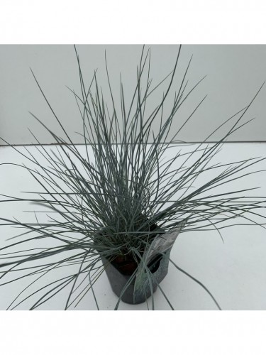 Festuca blu "Festuca glauca...