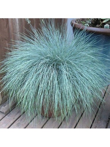 Festuca blu "Festuca glauca...