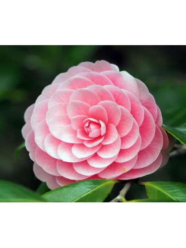 Camelia "Camellia japonica"...