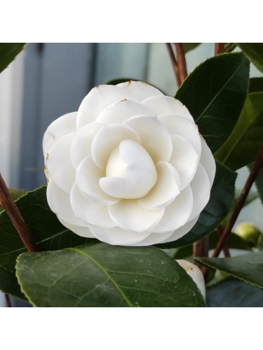 Camelia "Camellia japonica"...